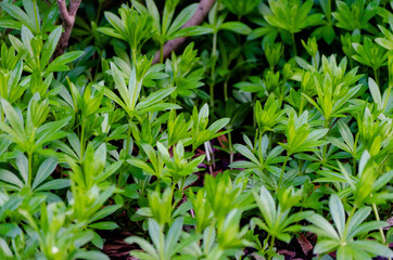 Aspérule odorante (Galium odoratum), printemps 2021 