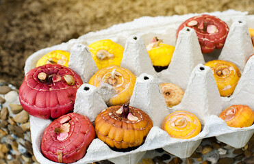 Gladiolus tubers in egg cardboard trays. Germination of corms using a new technique. Growing and planting plants in spring. Selective focus