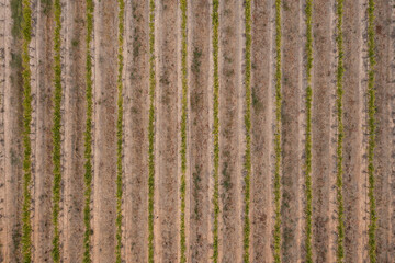 Overhead view of straight vineyard rows
