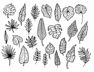 Vector set of isolated tropical leaves hand-drawn in doodle style with black line on white background for design template. drawing of jungle and tropical leaf flora in sketch style