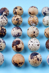 Vertical shot of quail flowers rows.
