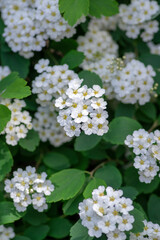 Spiraea vanhouttei meadowsweet ornamental shrub in bloom, group of bright white flowering flowers on branches
