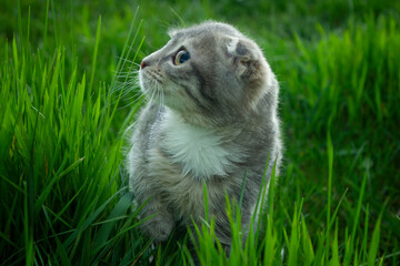 Grey little kitten against the background of green grass