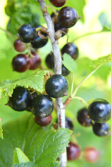 On the bush berries are ripe currant.