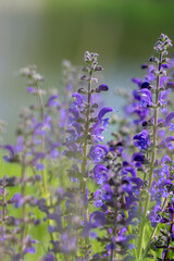 Salvia pratensis sage flowers in bloom, flowering blue violet purple mmeadow clary plants, green grass
