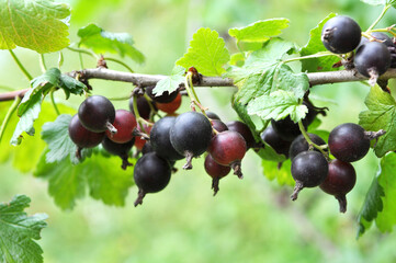 On the branch are ripe berries of Yoshta