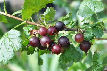 On the branch are ripe berries of Yoshta