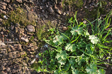 A top view of tree wood textured background with fresh green colors. Horizontal image