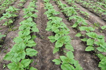 In the field - sunflower seedlings.