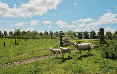 A herd of sheep standing on top of a lush green field