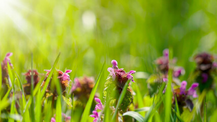 Easter background. Close up on fresh green grass with copy space for text and design. Joyful Easter fresh design.