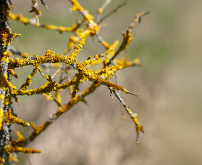 Sick tree branches with yellow parasitic fungus named Maritime sunburst lichen or Xanthoria parietina. Detailed picture of yellow shore lichen on tree bark. 