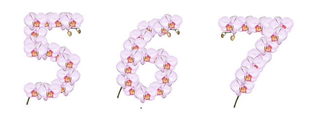 Numbers 5, 6, 7 made from orchid flowers
