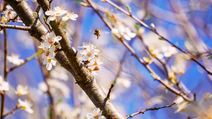 Spring background. Horizontal image with copy space for text and design with spring blossomed flowers. Honey bees pollinating the trees in the garden.