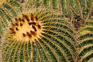 Naklejka na ściany i meble Barrel Cactus in warm desert sun