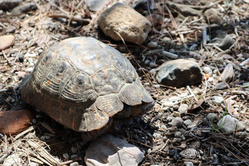 close up of a big turtle on a rock
