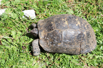 close up of a big turtle on a ground covered by green grass