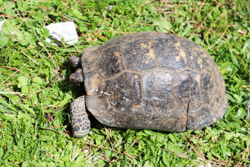 close up of a big turtle on a ground covered by green grass