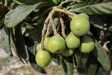loquat (Eriobotrya japonica) japanese plum green fruits close up