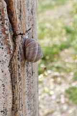 snail on the marble column close up