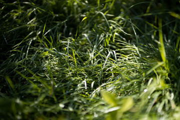 Close up of fresh thick grass with water drops in the early morning