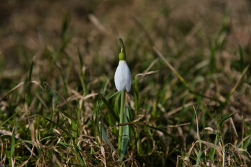 Close-up of a lonely snowdrop with white petals on a spring meadow with the first grass on a sunny day.