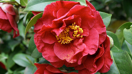Camelia del giardino dei miei genitori a Cassolnovo, PV, Italia
