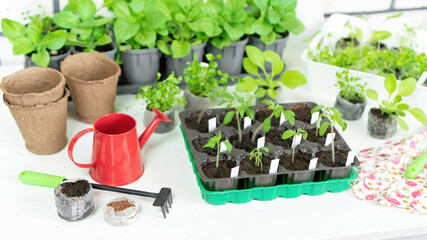 Gardening tools and accessories for plant transplantation and home garden maintenance. Tomato seedlings in plastic cassettes. Growing vegetables and flowers in seedlings for an early harvest.