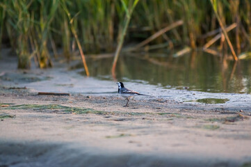 Mały drobny ptaszek spacerujący wzdłuż wody. - obrazy, fototapety, plakaty