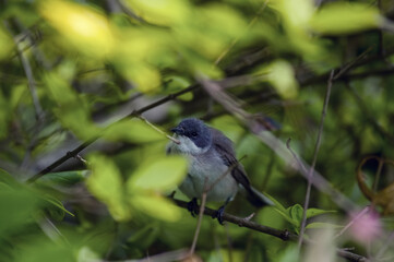 Mały siwy ptaszek wśród zielonych gałęzi i liści.