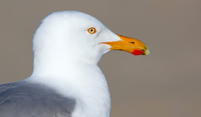 Herring Gull Closeup on Cape Cod