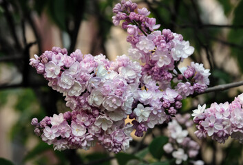 Delicate pink lilac in the garden