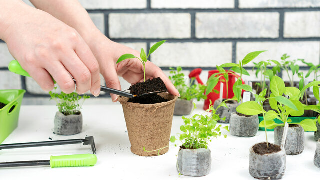 Planting young seedlings in peat pots. Picking bell pepper seedlings in the spring. Transplanting seedlings from peat pellets into a pot. A female transplants the seedlings with a small spatula.