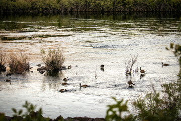 Ducks in the Boise River