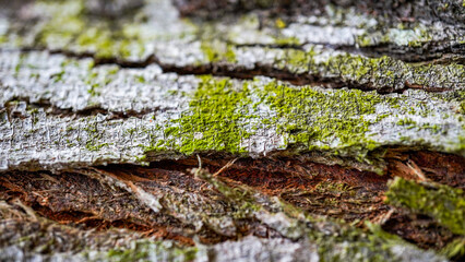 tree bark with fungus