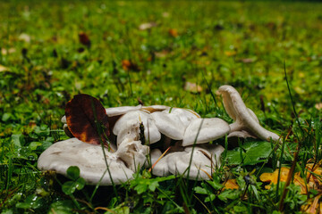 mushrooms in the forest