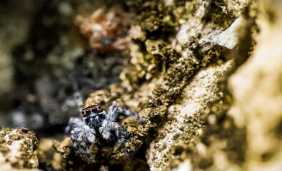spider on moss
