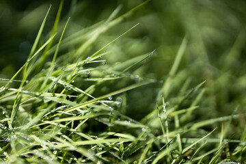 Close up of fresh thick grass with water drops in the early morning