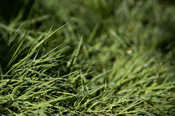 Close up of fresh thick grass with water drops in the early morning