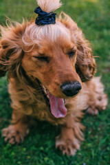 Portrait of a lovely cocker spaniel with closed eyes and tongue