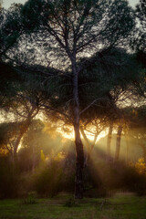 Obraz premium sun rays passing through the grove of a pine forest at sunset