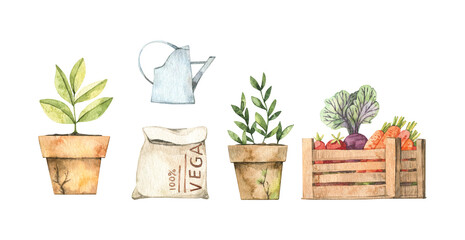Watercolor Spring harvest illustrations with vegetables, watering can, grain bag, cabbage, plants. Spring summer elements. Perfect for invitations, greeting posters, prints, social media, cards