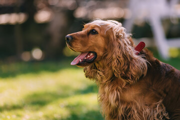 The golden cocker spaniel stands in the grass with his tongue st