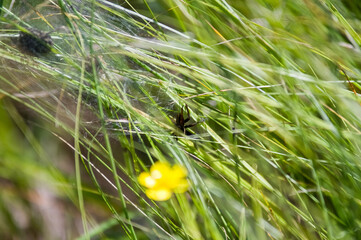 Pająk i jego sieci pośród zielonej trawy