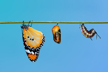 Amazing moment ,Monarch Butterfly , caterpillar, pupa and emerging with clipping path.