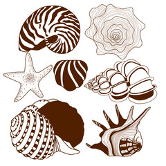 set of beautiful seashells