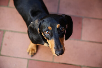 Standard shorthaired dachshund looks into the camera with big eyes. Bird view angle. The superlative periphrase man's best friend generally refers to the dog. 