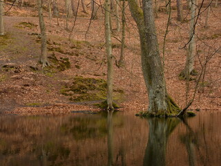 Forest scenery with tree immersed in the pond, Dolina Elfów (Valley of the Elves), Gdańsk, Poland © Slawina