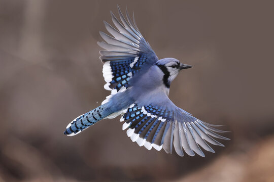 Blue Jays in flight to birdf eeder on bright spring day with forest in background