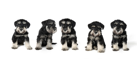 group of puppies schnauzer miniature 